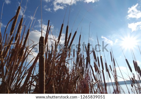 Reeds blue sky background wallpaper