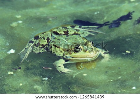 green frog with pop eyes swimming in dirty water