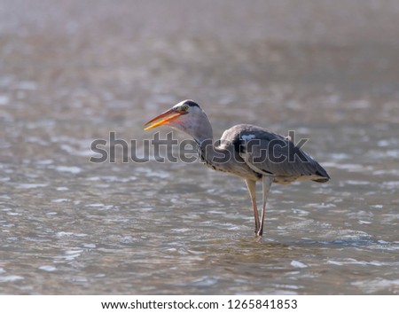 Gray heron.Wildlife in natural habitat