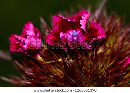 A small red flower with a white border dissolves in a Turkish carnation. Marco, Nature, flowers, Russia, Moscow region, Shatura. A blossoming flower of a turkey carnation.