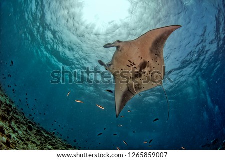 Manta in the blue background while diving maldives Royalty-Free Stock Photo #1265859007
