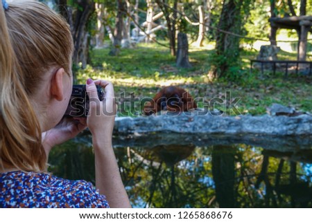 Female Tourist Taking Photo of Bornean Orangutan Monkey (Pongo Pygmaeus)