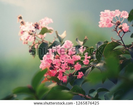 Pink flowers are beautiful, sweet. On the morning of good weather Looked and felt refreshed, happy