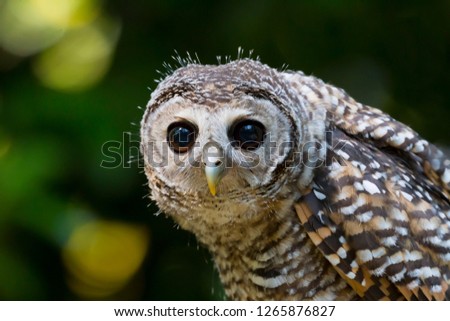 Portrait of a juvenile chaco owl, strix chacoensis