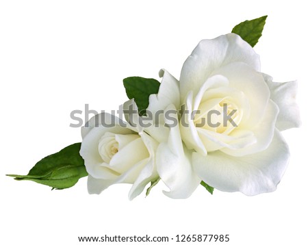 White rose flowers isolated on white background Royalty-Free Stock Photo #1265877985