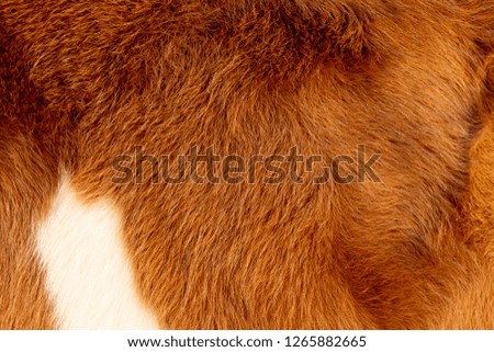 Cow, animal fur, hair brown golden white color, background and texture