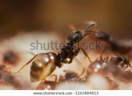 Ants at the nest. Macro shot of Black ants in the anthill. Lasius niger ants 