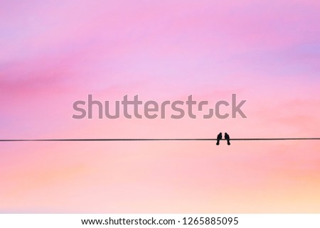 Two birds on a wire or electric line on the sunset sky background. Minimal. Family Concept