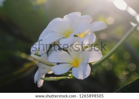 White Plumeria, white and yellow flower