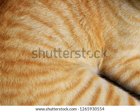 Close up, top down view of cat fur, brown stripes on white background.