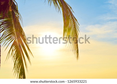 Sunset view with palm coconut tree leaves. Tropical island landscape photo for vacation background.