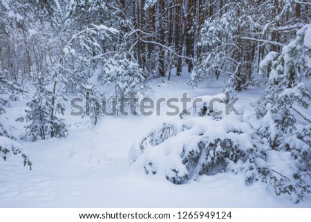 Winter forest with great snow. Nature in the vicinity of Pruzhany, Brest region, Belarus. 