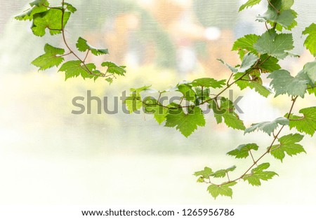 Bunch of green  grapes are growing on plants.