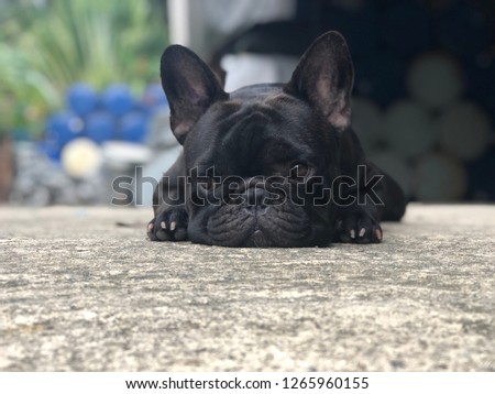 French bulldog lying stay still and calm on cement floor. Cute black dog.