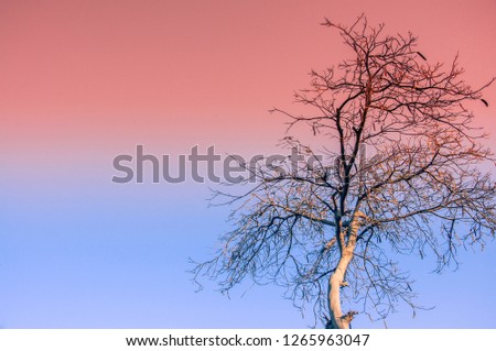 Tree and sky background