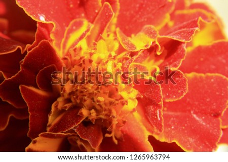 Extreme close up shot Red brown Tagetes erecta, Mexican marigold or Aztec marigold flower, soft focus