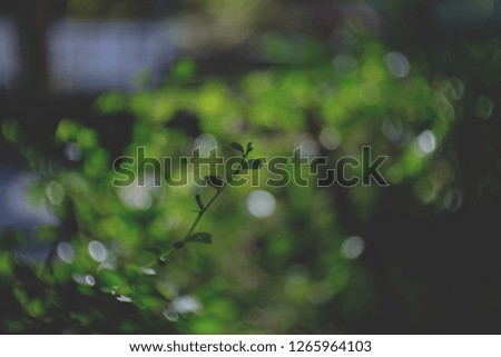 Bokeh in nature In the atmosphere filled with trees