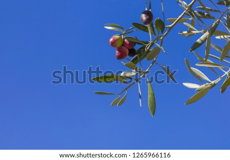 Red and green olives on the branch with a blue sky as background and space for text