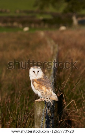 A Barn Owl perched on a fence post with out of focus background