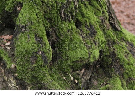 moss texture nature