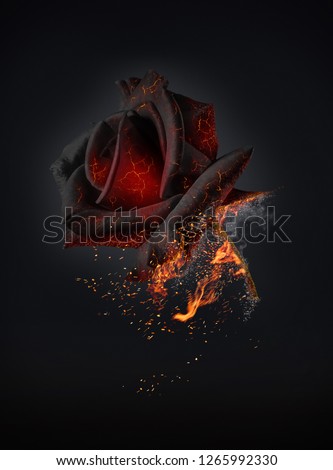 Burning red rose Royalty-Free Stock Photo #1265992330