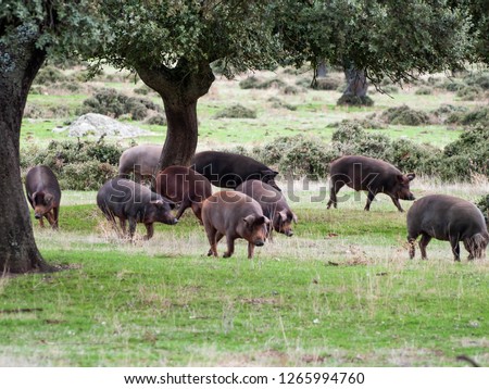 Iberian pigs grazing and eating acorns in the dehesa in Salamanca, Spain Royalty-Free Stock Photo #1265994760