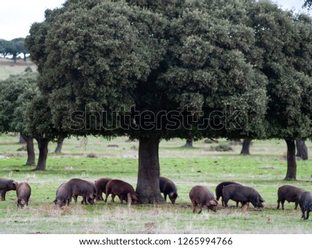 Iberian pigs grazing and eating acorns in the dehesa in Salamanca, Spain Royalty-Free Stock Photo #1265994766