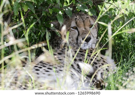 Portrait Cheetah in safari in African