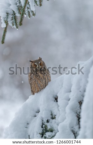 owl in snow, long eared owl in winter forest, winter scene with long eared owl