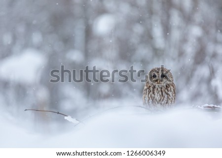 tawny owl in snow, winter scene with owl, attractive owl portrait in snow fall