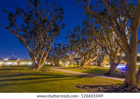 Coral Trees in North Embarcadero Marina Park at night in San Diego, California.