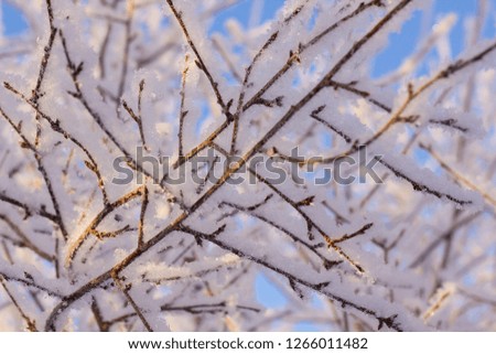 Frozen tree on winter. Snow covered trees in front of blue sky. Winter frost forest. Close up.