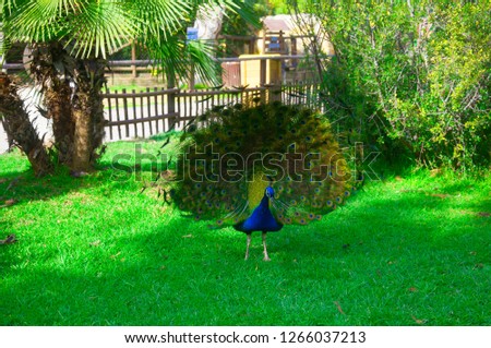 Blue peacock with  beautiful open tail, grass background