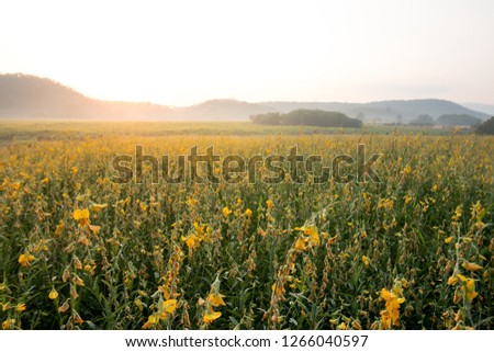 yellow flower field and sunrise landscape background