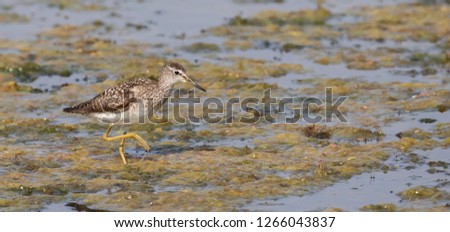 Sandpiper wading in search of food