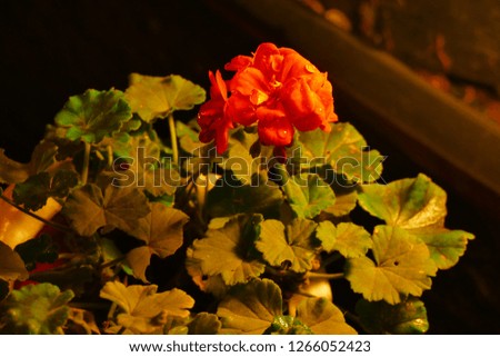 Red flower, in good light among the night city