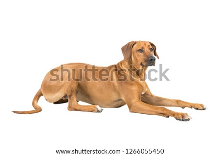 Portrait of a Rhodesian Ridgeback dog isolated on white background studio shot