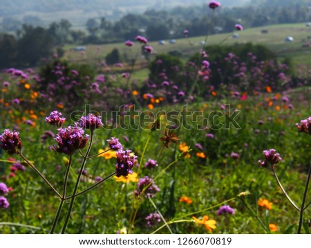 Colorful flower on shiny day, Spring nature field with green grass 