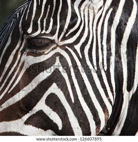 Zebra strip close up portrait