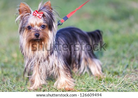 adorable yorkshire terrier on a leash looking at the camera - outdoor picture
