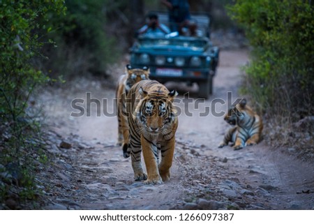 An evening well spent with a dominant male tiger of tourism area and his cubs at Ranthambore Tiger Reserve, india