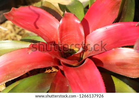 Bromeliad flower in the garden 