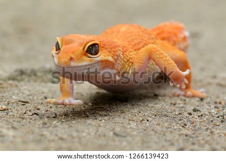 the beautiful gecko