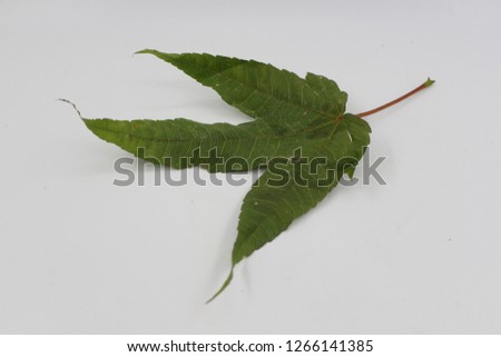 Green maple leaf on a white background. Merry Christmas 2019