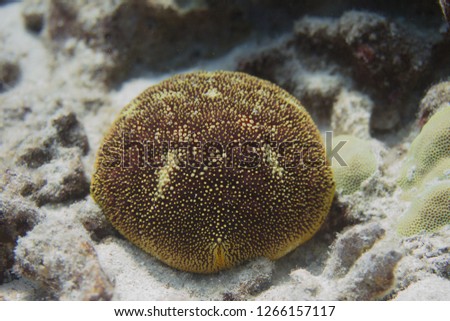 Cushion Star on Coral Reef off Kona, the Big Island, Hawaii