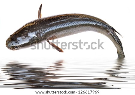Giant snakehead fish jumping from water