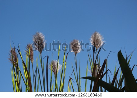 Saccharum spontaneum or Kans grass of Lae and the blue sky are  background.