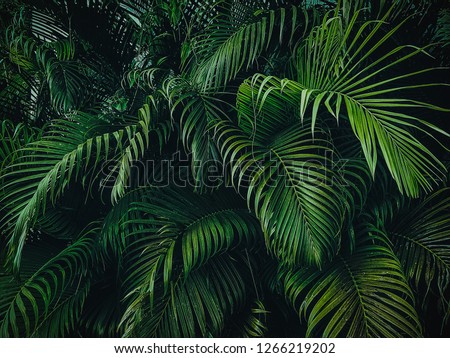 Tropical Palm leaves in the garden, Green leaves of tropical forest plant for nature pattern and background, People grow plants to make fences. color dark flat lay tone for input text.