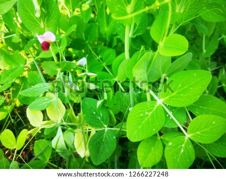 This picture is natural beauty.Also it is a picture of green pea tree with flower and green leafs what can do to surprise a singel,sadness and worried man/woman.To see this photo,one can will be happy