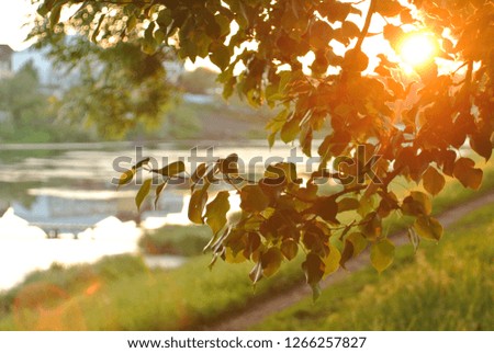 sun rays through the leaves. beautiful view, morning and lake
